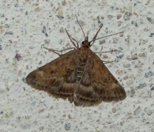 Réf. 193 280 : Pyrausta despicata